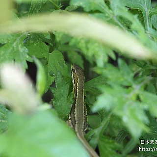 ニホンカナヘビの写真