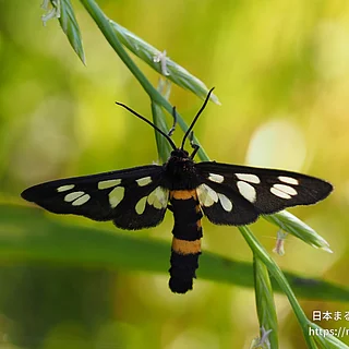 カノコガ（成虫）の写真