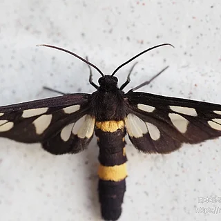 カノコガ（成虫）の写真