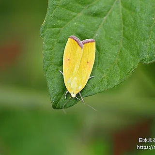 ベニモンアオリンガ（成虫）の写真