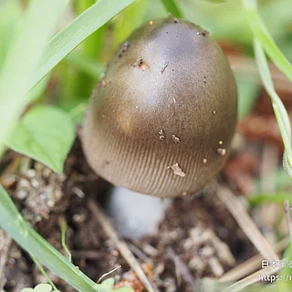 ツルタケの写真