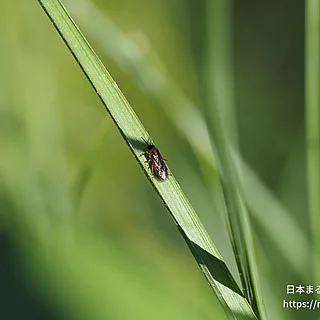 カブラハバチ（成虫）の写真