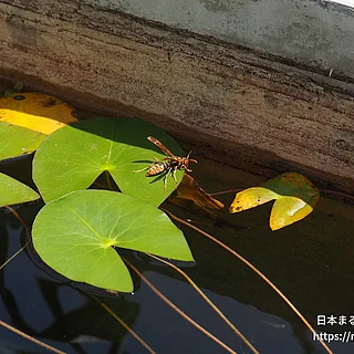 セグロアシナガバチ（成虫）の写真