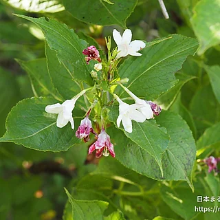 ハコネウツギ（花）の写真