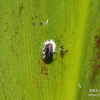 クロヘリヒメテントウの写真