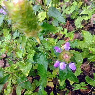 ウツボグサの写真