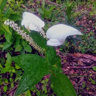 ハンゲショウ（花）の写真