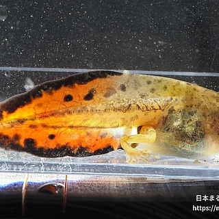 ヒガシニホンアマガエル（幼体）の写真