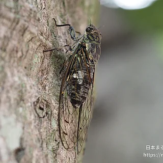 ツクツクボウシの写真