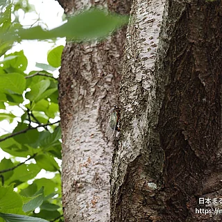 クマゼミの写真