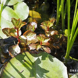ミズユキノシタの写真