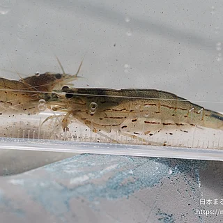 ヤマトヌマエビの写真