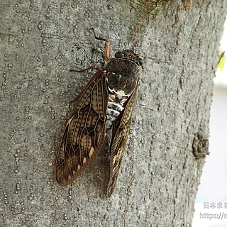 アブラゼミの写真