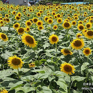ヒマワリの写真