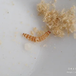 コクヌストモドキ（幼虫）の写真