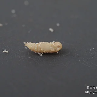 コクヌストモドキの写真