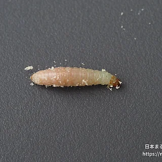 ノシメマダラメイガの写真