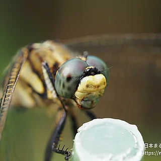 シオカラトンボの写真