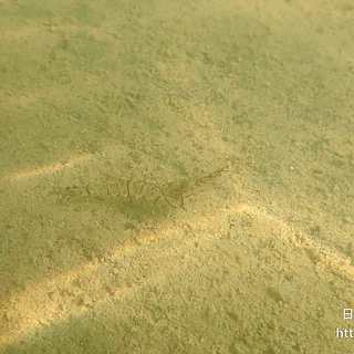 スジエビの写真