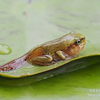 ヒガシニホンアマガエルの写真
