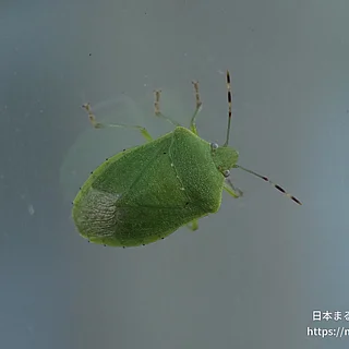 アオクサカメムシ（成虫）の写真