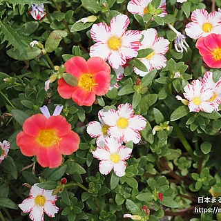 ハナスベリヒユの写真