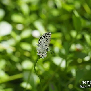 ヤマトシジミ（成虫）の写真
