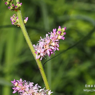 チダケサシ（花）の写真