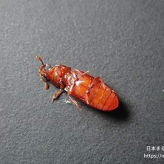 コクヌストモドキ（成虫）の写真
