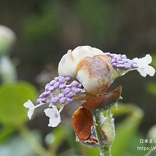 タマアジサイ（花）の写真