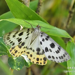 ヒョウモンエダシャク（成虫）の写真
