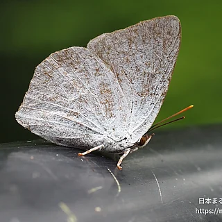 ウラギンシジミ（成虫）の写真