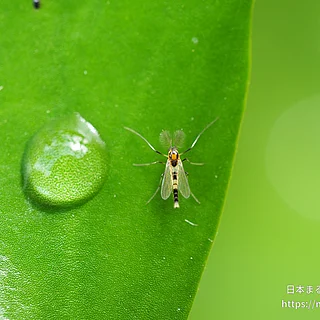ナカオビツヤユスリカ（成虫）の写真