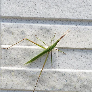 ショウリョウバッタ（成虫）の写真