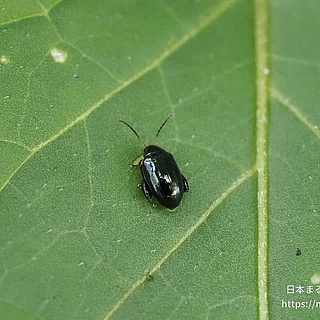 ナスノミハムシ（成虫）の写真