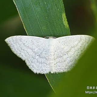 Scopula属（成虫）の写真