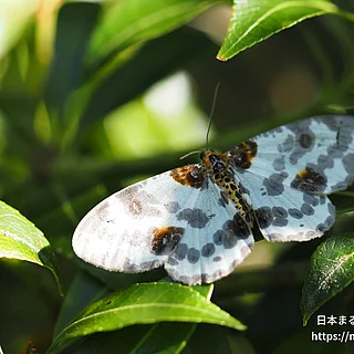 Abraxas属（成虫）の写真