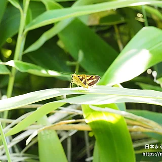 キマダラセセリ（成虫）の写真