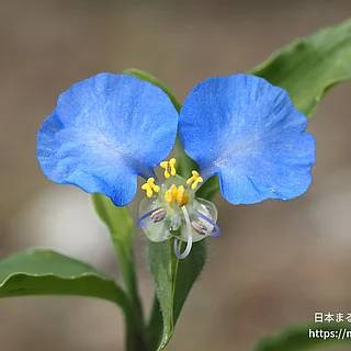 ツユクサ（花）の写真