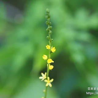 ヒメキンミズヒキ（花）の写真