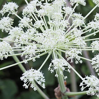 オオバセンキュウ（花）の写真