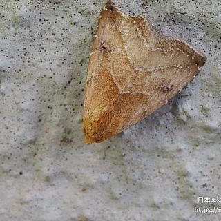 フタテンアツバ（成虫）の写真