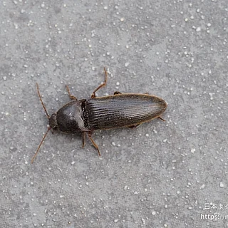 Melanotus属（成虫）の写真