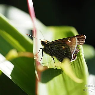 コチャバネセセリ（成虫）の写真