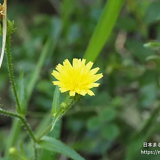 コウゾリナ（花）の写真