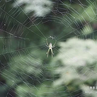 オオシロカネグモの写真