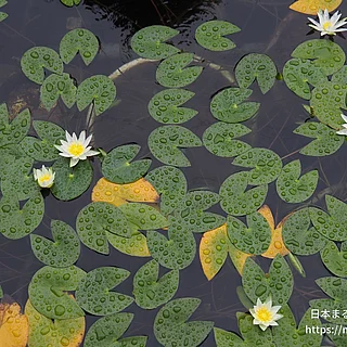 ヒツジグサの写真