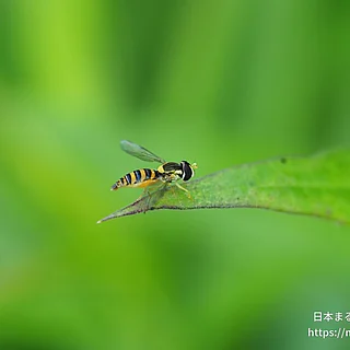 ヒメヒラタアブ属の写真