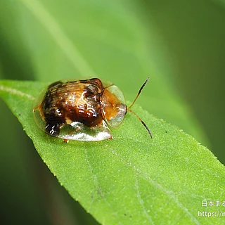 イチモンジカメノコハムシ（成虫）の写真