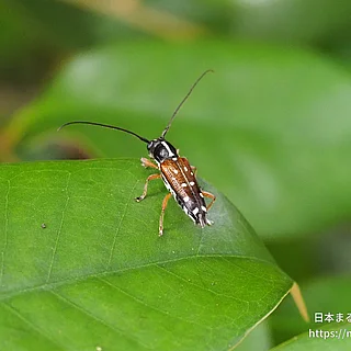 シラホシカミキリ（成虫）の写真